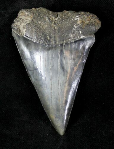 Large Fossil Mako Shark Tooth - #20754